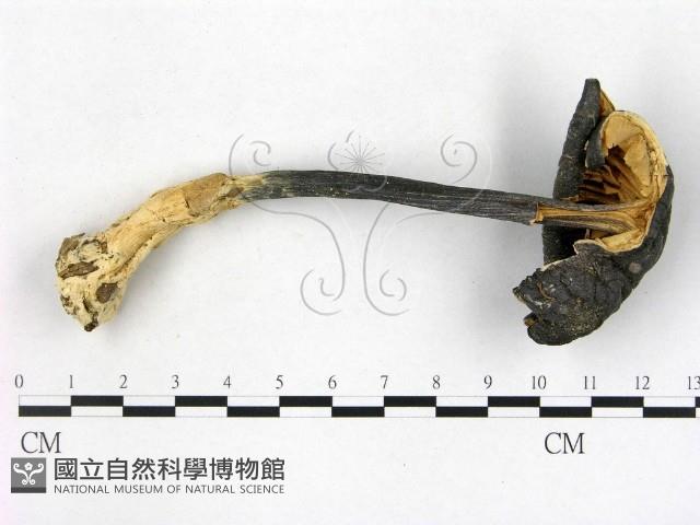 登錄號:F0016287藏品圖，第1張
