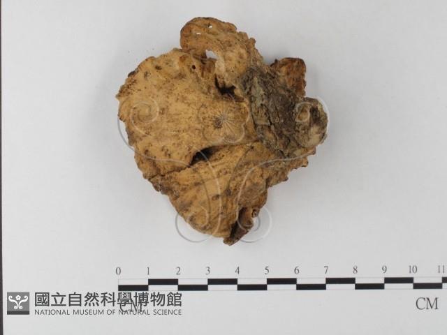 登錄號:F0001287藏品圖，第1張