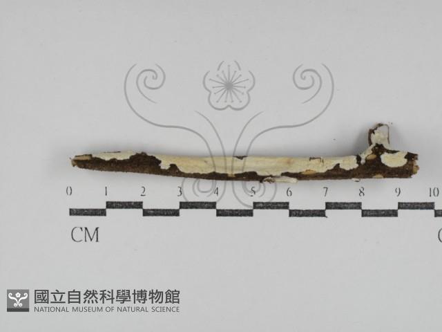 登錄號:F0031287藏品圖，第1張