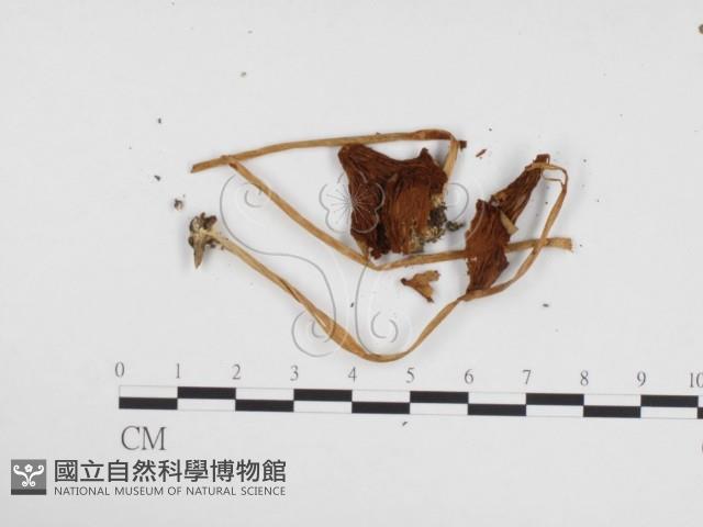 登錄號:F0024287藏品圖，第1張