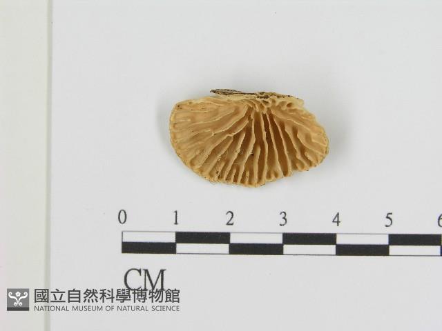 登錄號:F0004287藏品圖，第1張