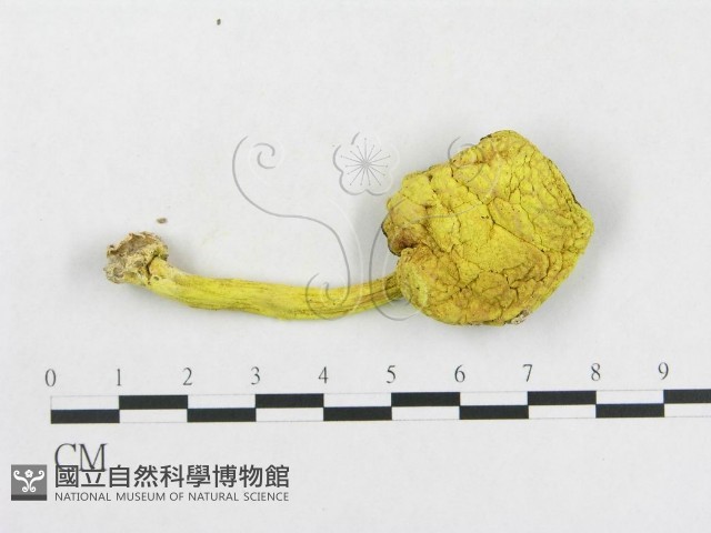 登錄號:F0014287藏品圖，第1張
