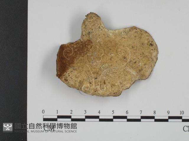 登錄號:F0002287藏品圖，第1張