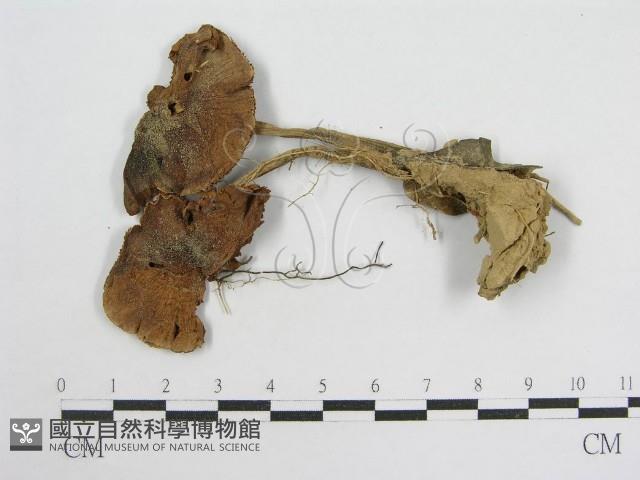 登錄號:F0012287藏品圖，第1張