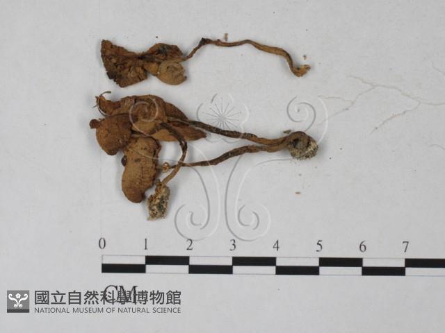 登錄號:F0027287藏品圖，第1張