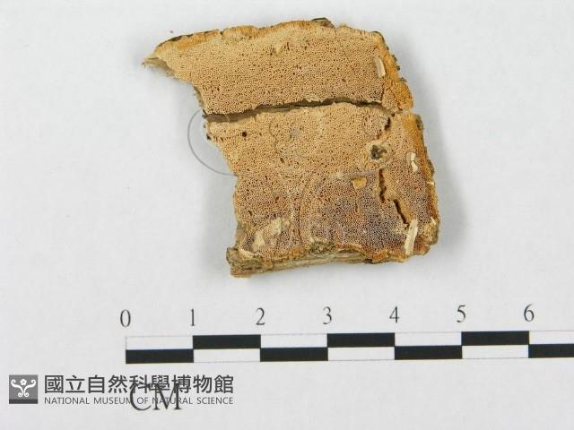 登錄號:F0007287藏品圖，第1張