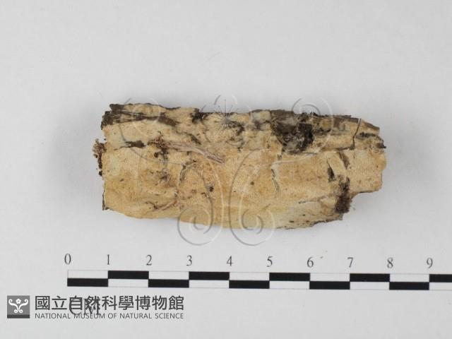 登錄號:F0025287藏品圖，第1張