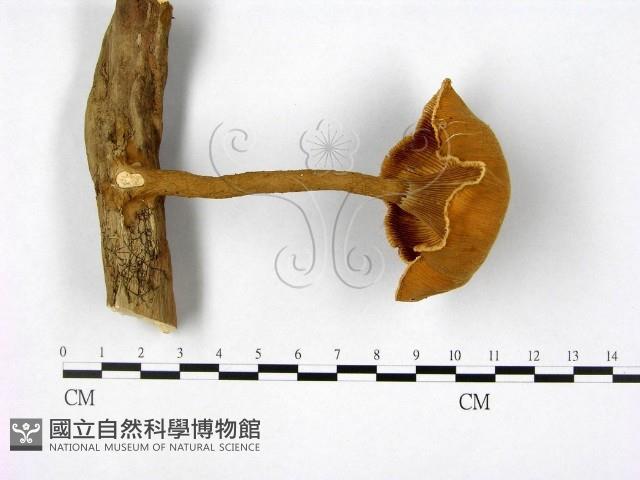 登錄號:F0005287藏品圖，第1張