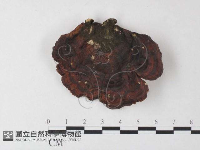 相鄰小孔菌藏品圖，第1張