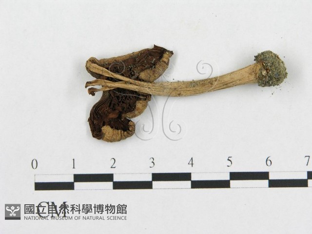 登錄號:F0003287藏品圖，第1張