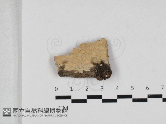 顯絲菌屬藏品圖，第1張