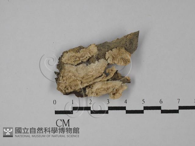 登錄號:F0028887藏品圖，第1張