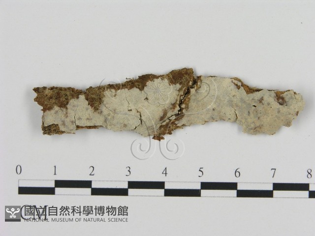 登錄號:F0008887藏品圖，第1張