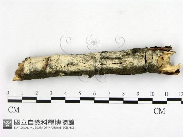 登錄號:F0020887藏品圖，第1張