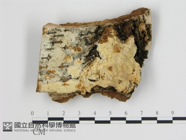 登錄號:F0000887藏品圖，第1張