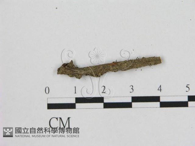 小皮傘屬藏品圖，第1張