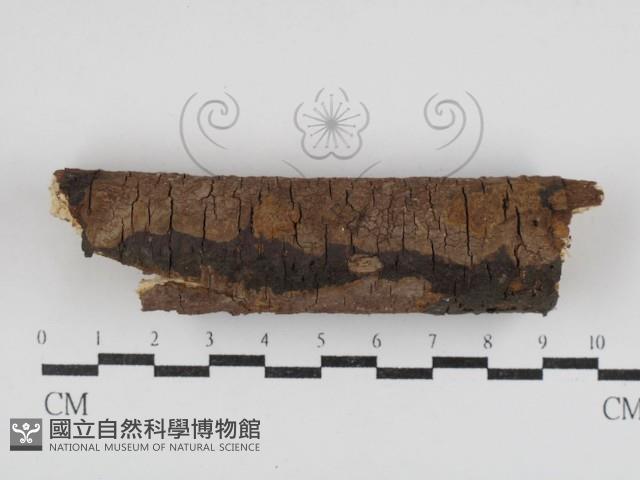 刺革菌屬藏品圖，第1張