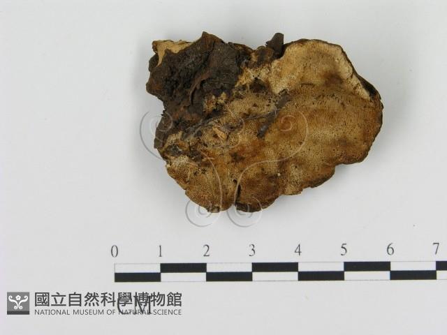 登錄號:F0006887藏品圖，第1張