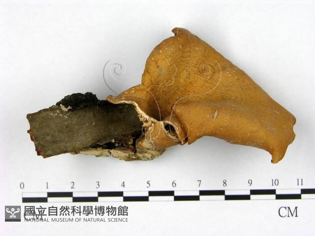 登錄號:F0021887藏品圖，第1張