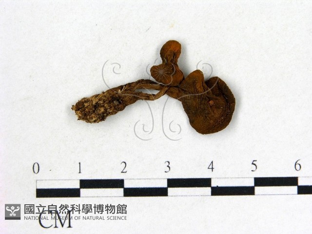 登錄號:F0001887藏品圖，第3張