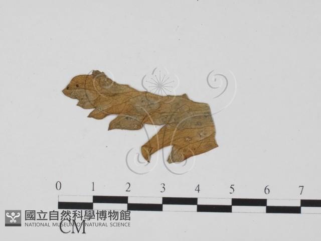 登錄號:F0011887藏品圖，第1張