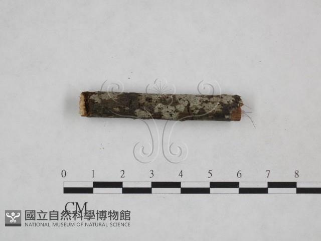 登錄號:F0024887藏品圖，第1張