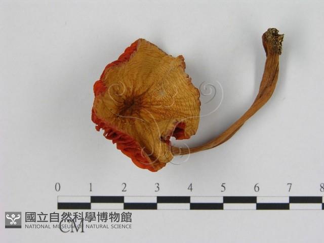 登錄號:F0004887藏品圖，第1張