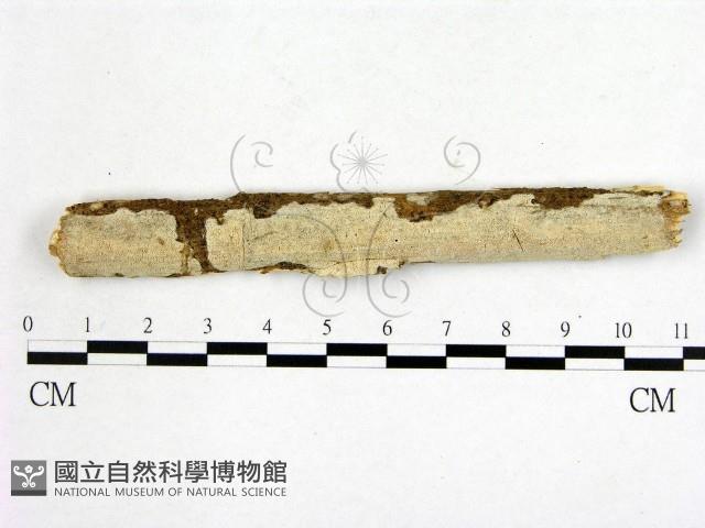 顯絲菌屬藏品圖，第1張