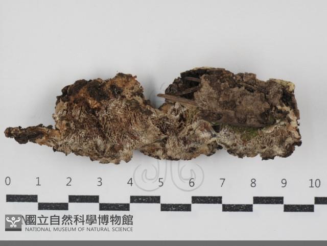 登錄號:F0034887藏品圖，第1張