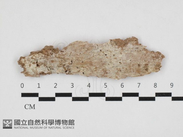 射脈菌屬藏品圖，第1張