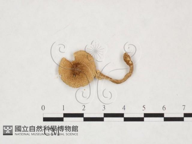 登錄號:F0025887藏品圖，第1張