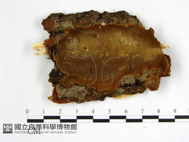 登錄號:F0005887藏品圖，第1張