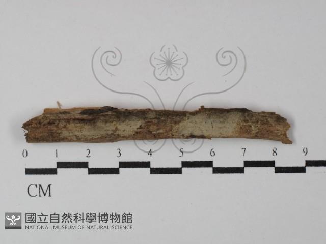 登錄號:F0029887藏品圖，第1張