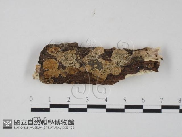 登錄號:F0009887藏品圖，第1張