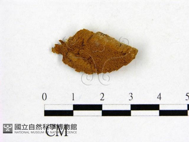 館號:F0019887藏品圖，第1張