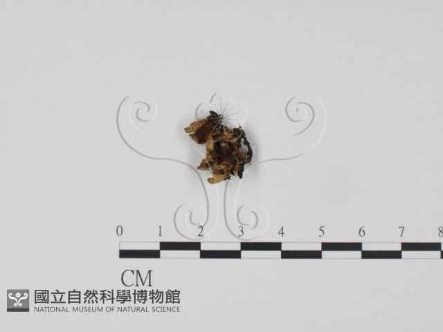 登錄號:F0003887藏品圖，第1張