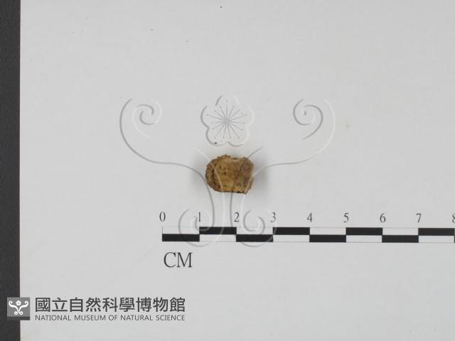 登錄號:F0013887藏品圖，第1張