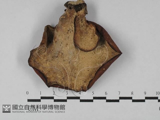 Accession Number:F0028987 Collection Image, Figure 1, Total 3 Figures