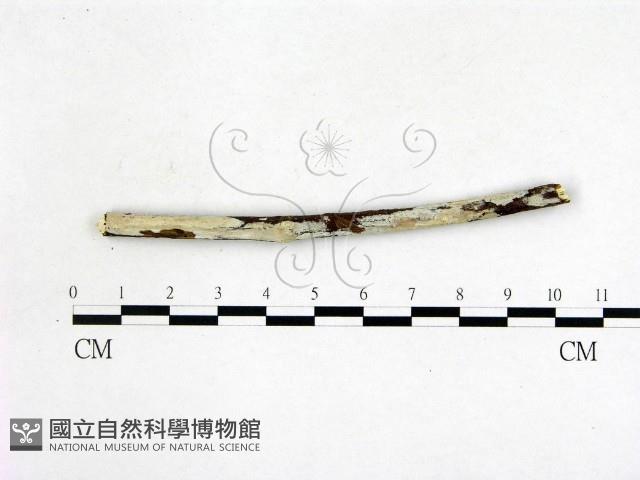 登錄號:F0020987藏品圖，第1張