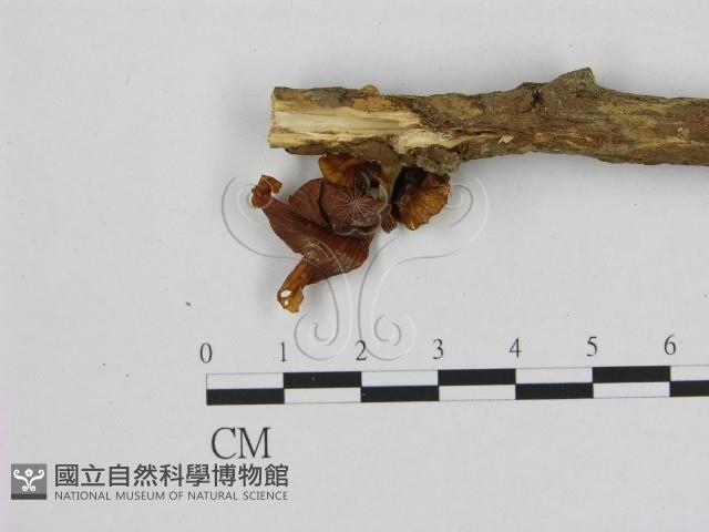 登錄號:F0010987藏品圖，第1張