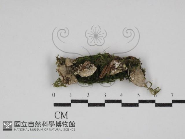 登錄號:F0030987藏品圖，第1張