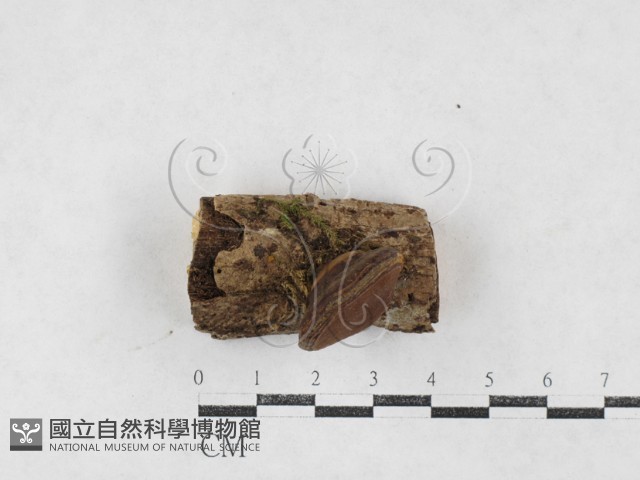 登錄號:F0026987藏品圖，第1張