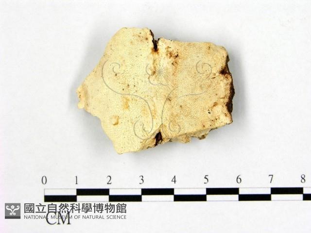 登錄號:F0006987藏品圖，第1張