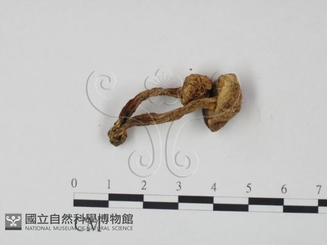 登錄號:F0021987藏品圖，第1張