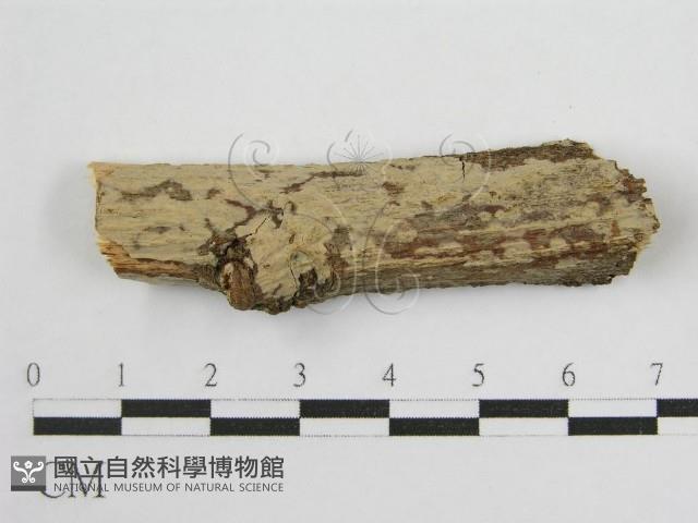 登錄號:F0011987藏品圖，第1張