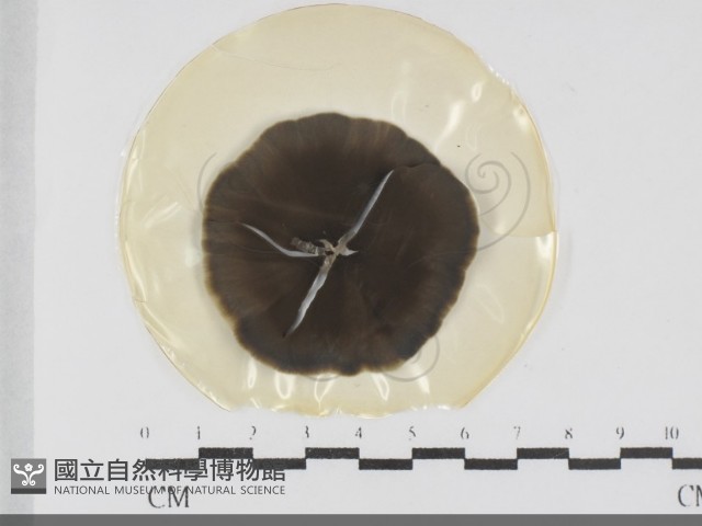 登錄號:F0031987藏品圖，第1張