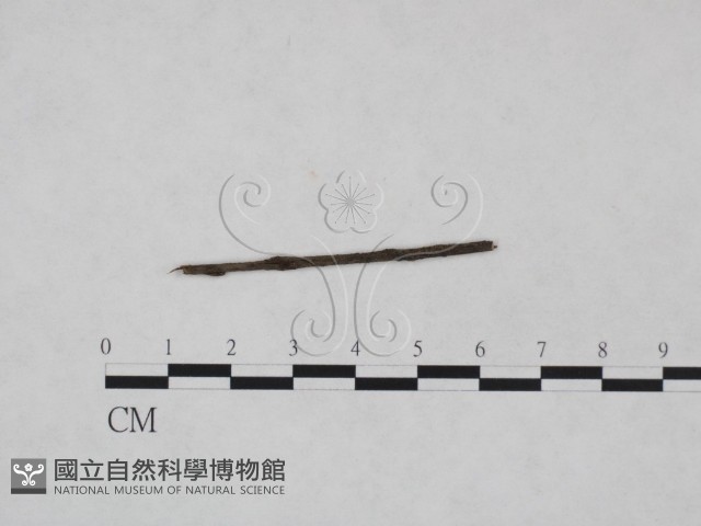 登錄號:F0024987藏品圖，第1張