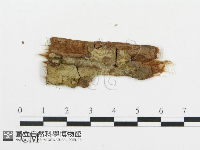 串擔革菌屬藏品圖，第1張