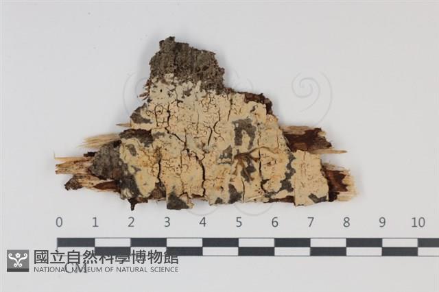 登錄號:F0034987藏品圖，第1張