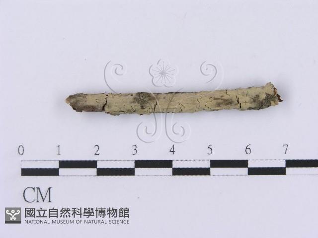 登錄號:F0002987藏品圖，第1張